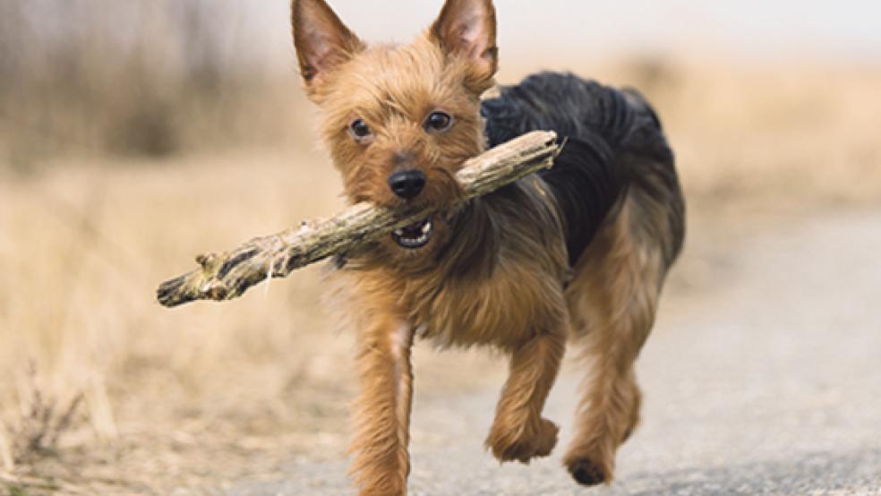 »Luna« ist eine vierjährige Terrierhündin. © Foto: Tierschutz