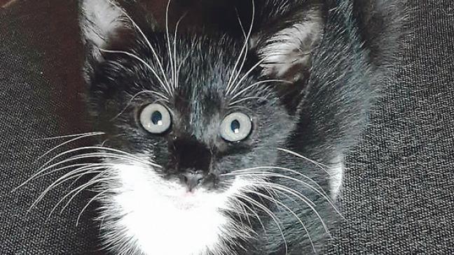 Appell: Katzen  kastrieren lassen