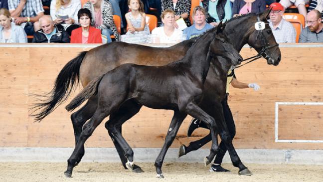 60 Prozent der Fohlen verkauft
