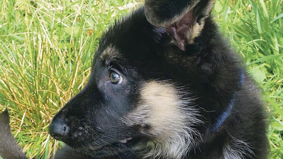 »Vincent« ist ein anhänglicher Schäferhundwelpe. © Foto: Tierschutz Rheiderland