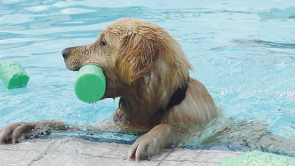 Ab ins Wasser: Das Papenburger Freibad öffnet am Sonntag, 10. September, seine Tore für Hunde. © Foto: Archiv