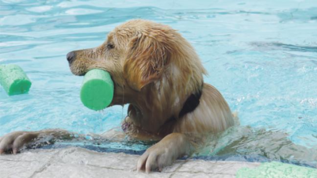 Hunde schwimmen im Freibad