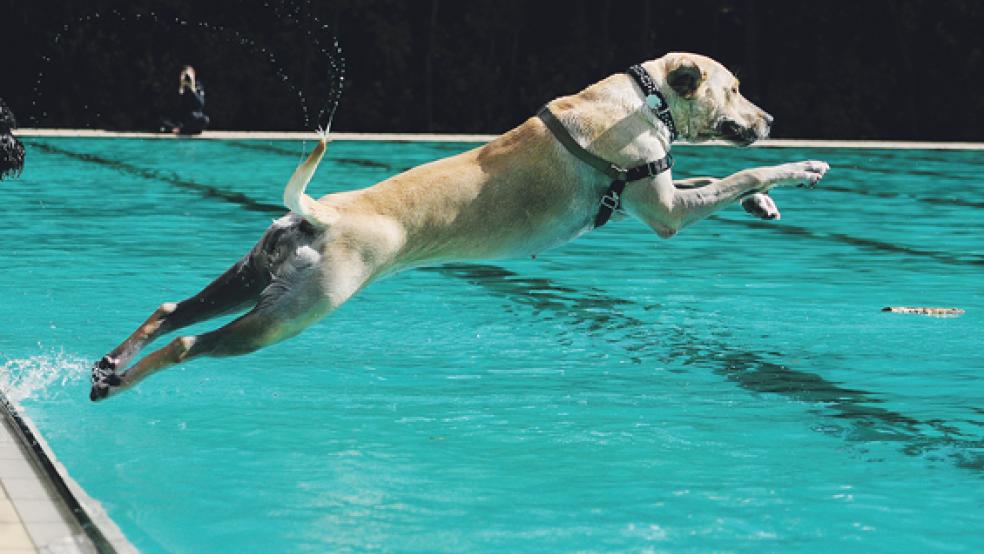 Beim ersten Hundeschwimmen im Papenburger Freibad am Sonntag tobten sich zahlreiche Vierbeiner aus. © Foto: Becker