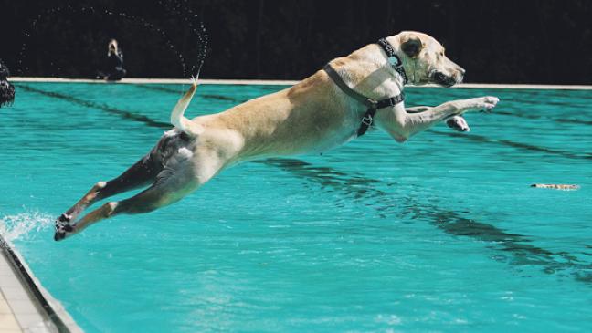 Badespaß für Vierbeiner kommt gut an