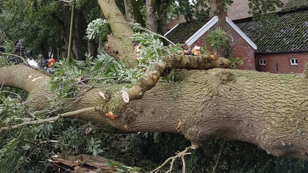 Durch die Orkanböen stürzten auch im Landkreis Leer zahlreiche Bäume um. © Foto: Kreisfeuerwehr