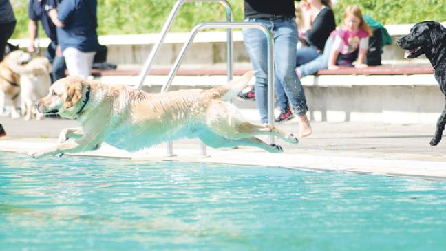 Kein Badespaß für Hunde
