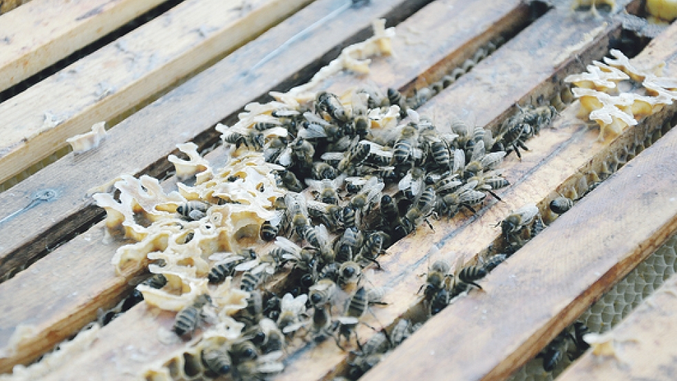 Der Imker- und Bienenzuchtverein Rheiderländer Naturharmonie setzt sich für den grenzüberschreitenden Austausch und für mehr Inklusion im Landkreis Leer ein. © Foto: Boelmann