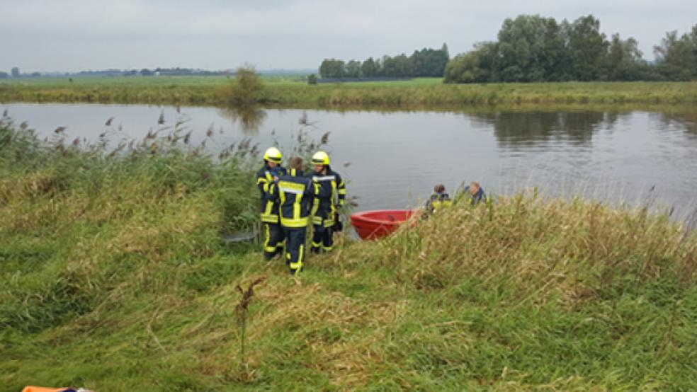Ein Schaf musste am Montagvormittag von der Feuerwehr aus der Jümme gerettet werden.  © Foto: Kreisfeuerwehr