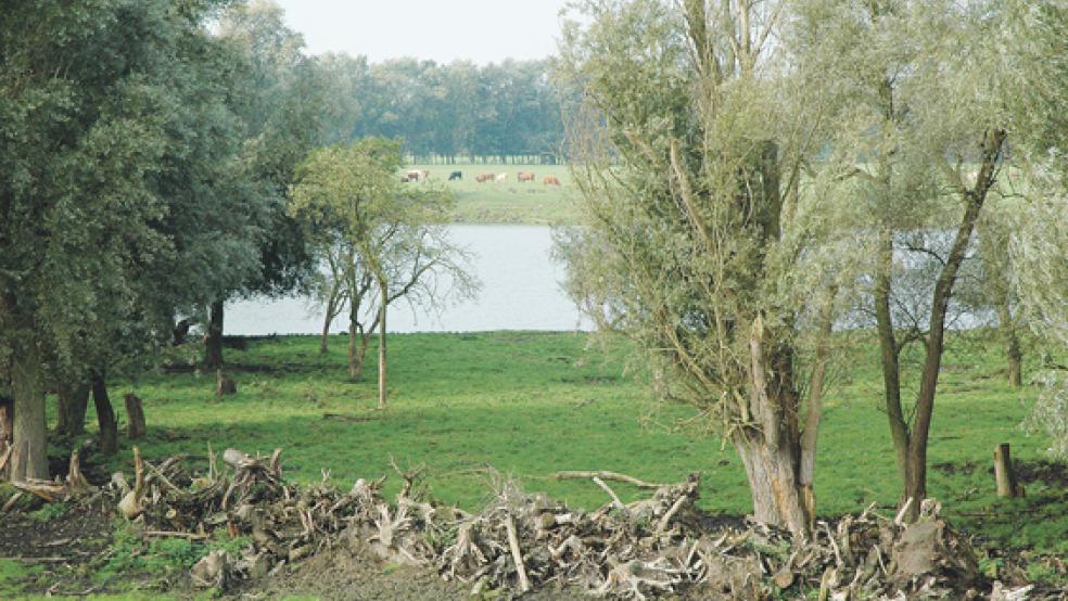 Der See am Süderweg in Weener ist einst entstanden, weil dort Boden für den Bau des neuen Emsdeichs abgebaut wurde. Im Volksmund ist bis heute vom »Außendeichskolk« die Rede, weil sich das Gewässer im ehemaligen Deichvorland befindet. Der geplante Tidepolder sollte im Bereich der alten Emsschleife bis zum alten Deich angelegt werden. © Foto: Szyska