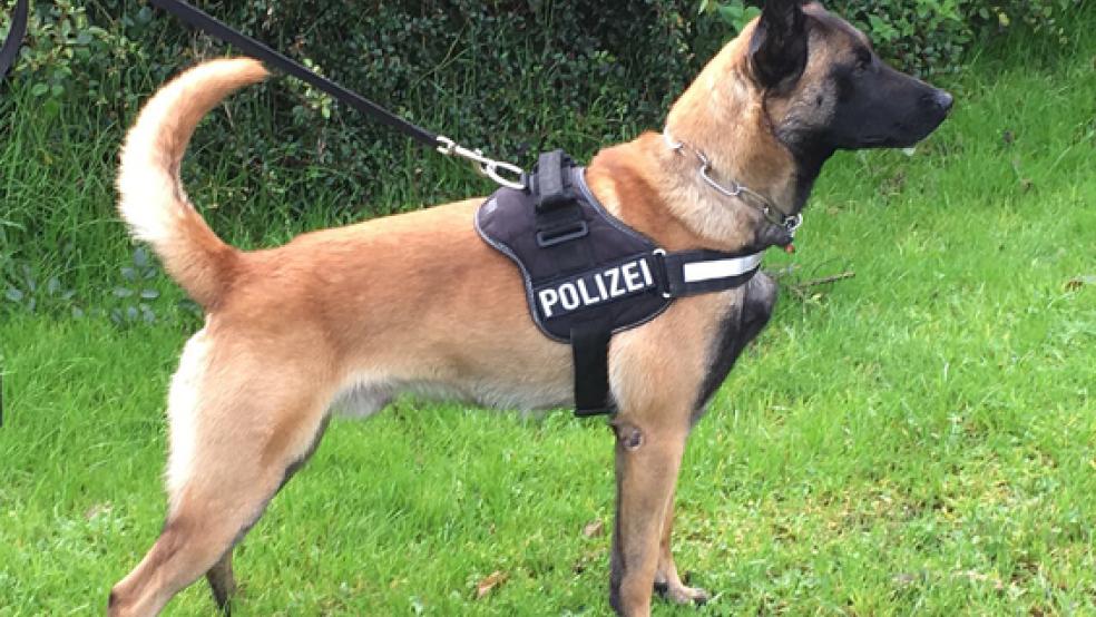 Polizeihund »Sam« kam auch in Aurich bei einer Suchaktion zum Einsatz. © Foto: Polizei Osnabrück