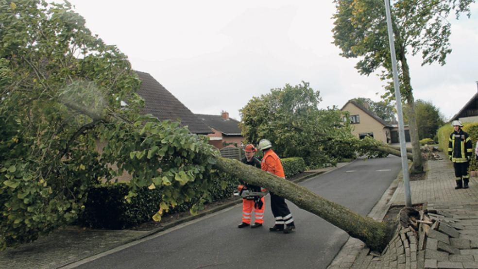 In Tichelwarf im Kapellenweg wurden gleich zwei Bäume entwurzelt. Die Feuerwehr musste die Straße für die Aufräumarbeiten sperren. © Fotos: Rand