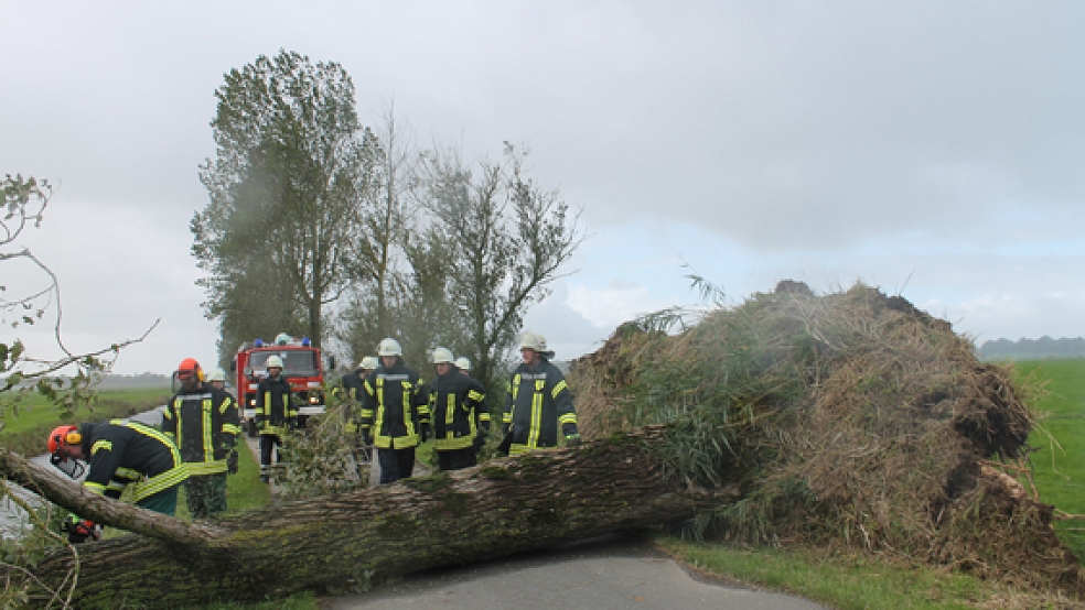 Im Blanken Weg in Stapelmoor musste die Feuerwehr heute Mittag zwei Bäume zerlegen.  © Foto: Rand (Feuerwehr)