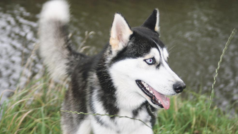 »Arthos« ist ein Sibirian Husky und lebt derzeit im Tierheim in Stapelmoor. © Foto: Tierschutz