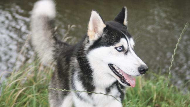 Von großen Hunden und kleinen Katzen