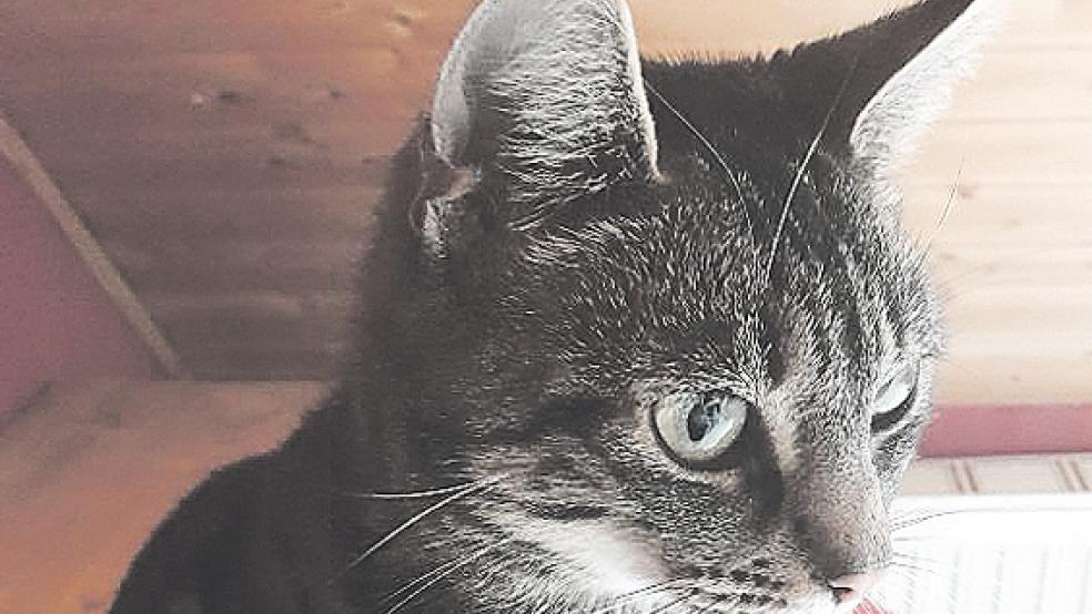 Sally sucht ein neues Zuhause. Die »Streunerkatzen Rheiderland« und der Tierschutz Rheiderland haben die Tiere in ihre Obhut genommen. © Fotos: privat
