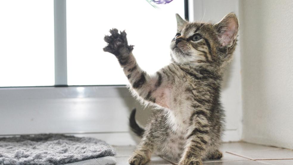 Verspielt und verschmust: Das Kätzchen »Celina«. © Foto: Streunerkatzen Rheiderland