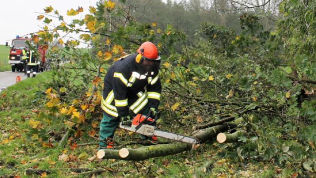 Feuerwehr fällt morschen Baum