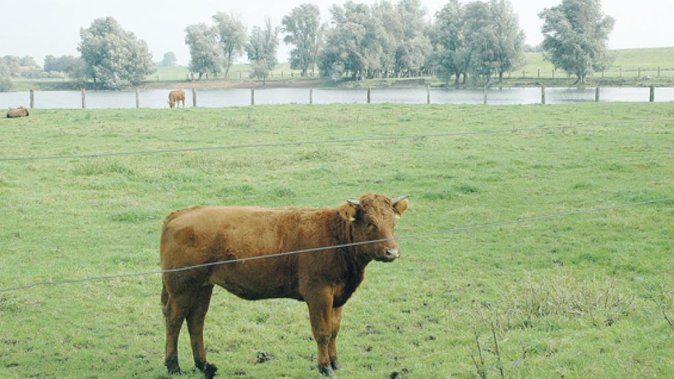 Der »Außendeichskolk« am Süderweg in Weener liegt im Bereich der alten Emsschleife. Der geplante Tidepolder wurde zu den Akten gelegt, stattdessen soll hier nun ein Süßwasserpolder ohne unmittelbaren Kontakt zur Ems entstehen. © Foto: Szyska