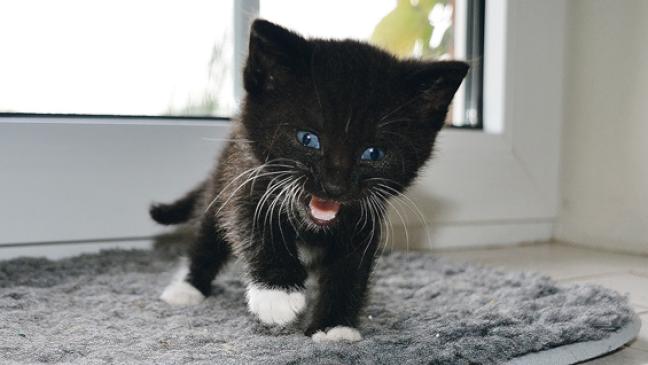 Ein Zuhause für Nachtigall und Anton