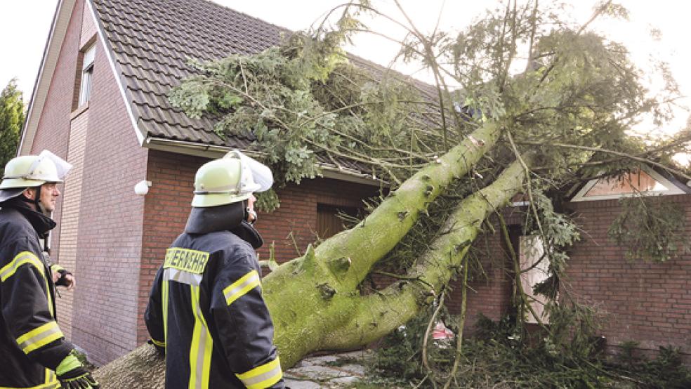 Umgestürzte Bäume - wie hier im Mißgunsterweg in Warsingsfehn - hielten die Feuerwehr überall im Landkreis Leer auf Trab. © Fotos: Wolters (3)/privat