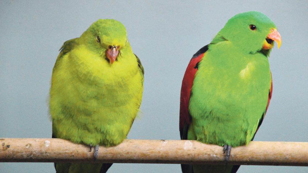 In der Freiflug-Voliere waren die Vögel zum Greifen nah.  © Foto: Himstedt