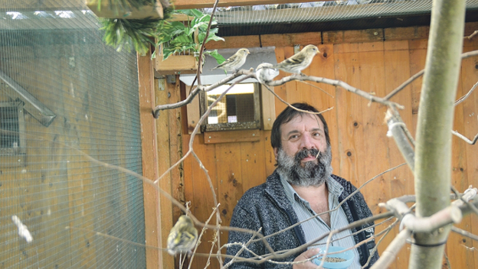 Seit seiner Kindheit ist die Vogelzucht (hier Polar- und Erlenzeisige) Georg Hilfers großes Hobby, und seit 2013 teilt er seine Leidenschaft mit anderen Vogelzüchtern im Verein Rheiderländer Vogelzüchter in Bunde. © Foto: Himstedt