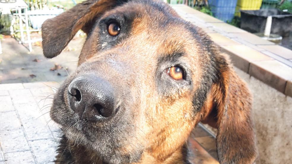 Hündin »Susu« möchte ein Herrchen oder Frauchen.  © 