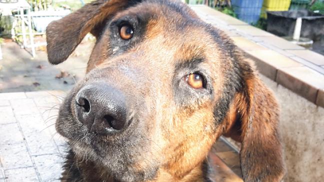 Wer nimmt »Ted« oder »Susu« auf?