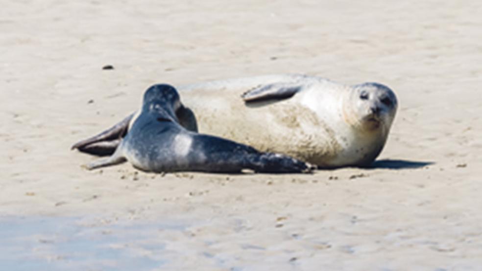 Während die Zahl der neugeborenen Seehunde im Wattenmeer ein Rekord-Niveau erreicht, stagnieren die Gesamtbestände. © Foto: Stock/LKN.SH