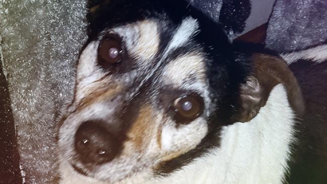 Neues Zuhause für Hund und Katzen gesucht