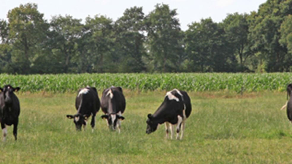 Im Rheiderland mussten im Oktober 255 Rinder getötet werden. Der Grund ist der Virus »BHV1«. Bei dem Bild handelt es sich um Symbolbild aus dem RZ-Archiv. © Foto: RZ-Archiv