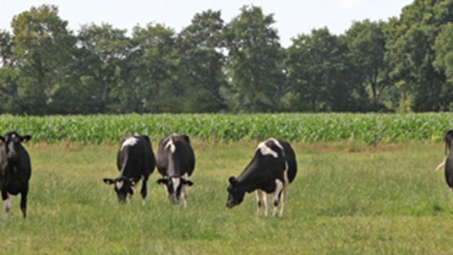 255 Rinder im  Rheiderland getötet