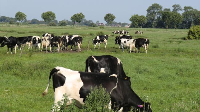 Keine Gefahr  für Menschen