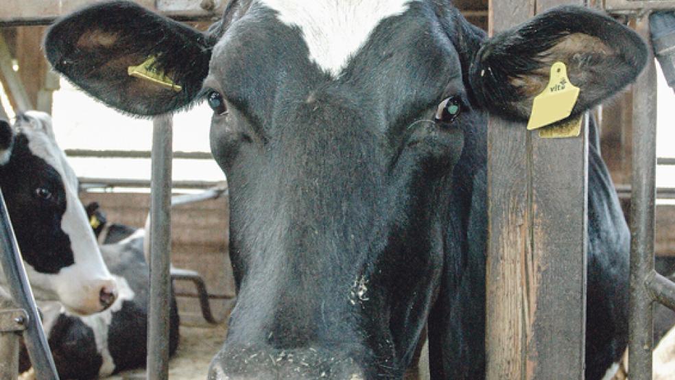 Die Ursache für den Seuchenausbruch bei Rindern im Rheiderland bleibt unklar. © Symbolfoto: RZ-Archiv