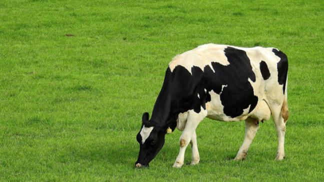 Rinder-Virus: Landwirte sind wachsam