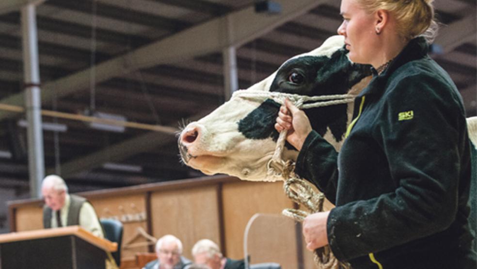 Die 1076. Auktion des VOSt in der Ostfrieslandhalle in Leer stieß auf große Käufer-Resonanz. © Foto: VOSt