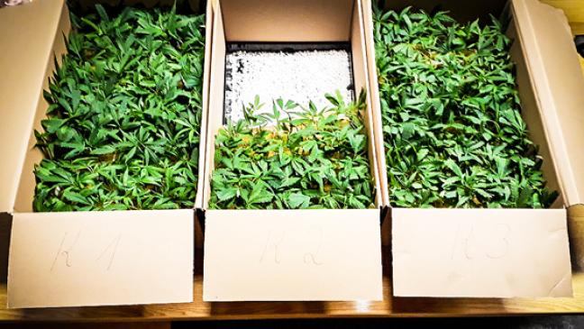 Cannabis-Setzlinge auf der Rückbank