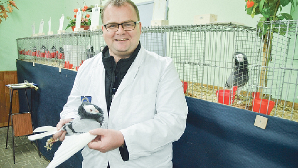 Entsprechen die Strukturen den züchterischen Zielen? Bewertungsrichter Lars Steenken nimmt eine Kapuziner-Taube in Augenschein.  © Foto: Himstedt