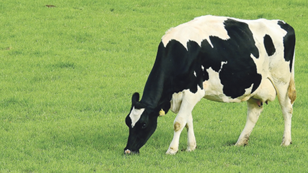 Ein vom Rinderherpes-Virus betroffener Landwirt aus einem Ortsteil der Stadt Weener darf seinen Bestand schlachten lassen oder in die Niederlande verkaufen. © Symbolfoto: Pixabay