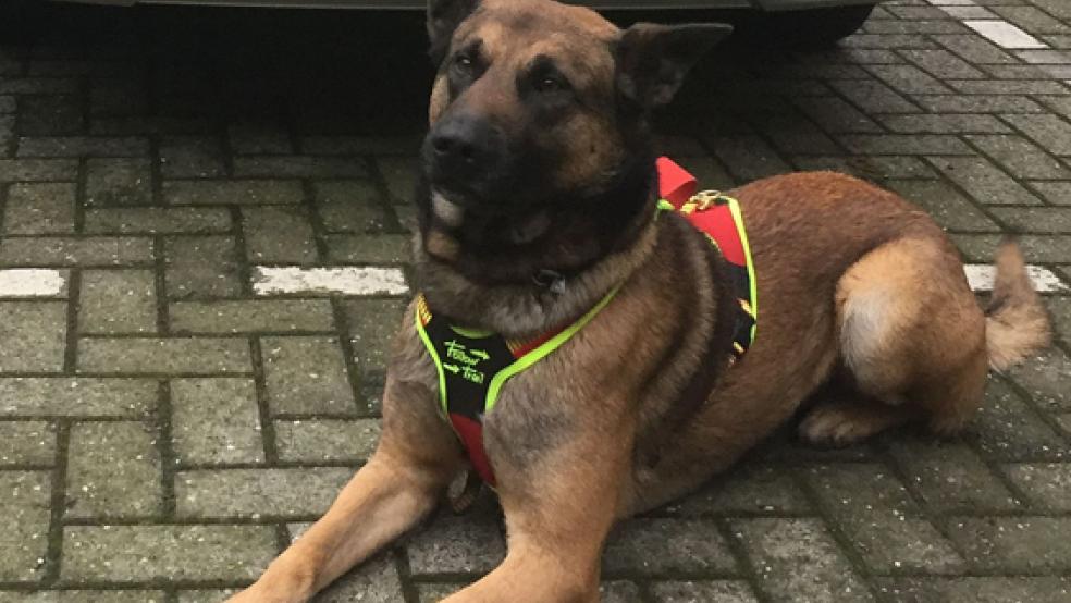 »Gmork« führte die Beamten zu dem 32-jährigen Flüchtigen. © Foto: Polizei Aurich