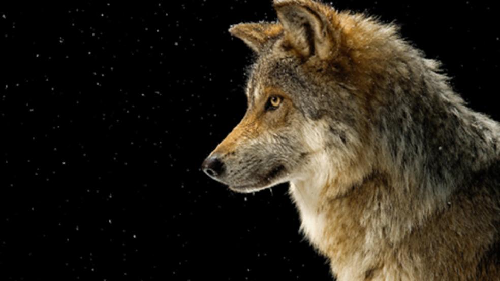 Wenn ein Wolf Tiere reißt, bleiben die Besitzer auf den Kosten sitzen. Diese Kritik formuliert FDP-Politiker Arnold Venema aus Jemgumgeise in einer Presseerklärung. © Foto: Pixabay