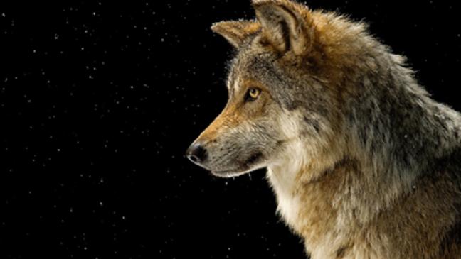 Nur Stallhaltung schützt vor dem Wolf