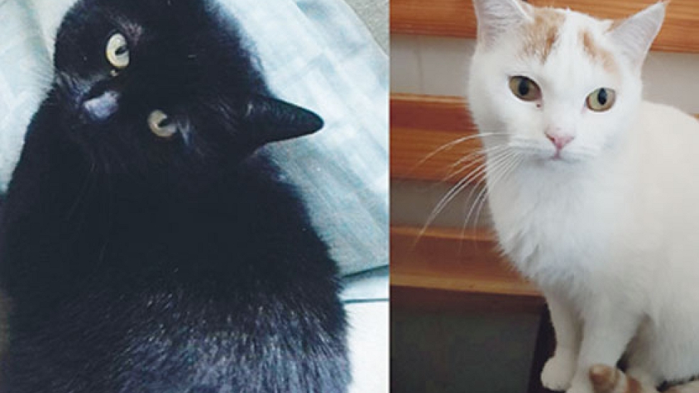 Katzendame »Foxy« (rechts) würde sich über einen Spielkameraden freuen. »Nikki« (links) ist schon älter und sucht nach einem ruhigen Zuhause. © Fotos: privat