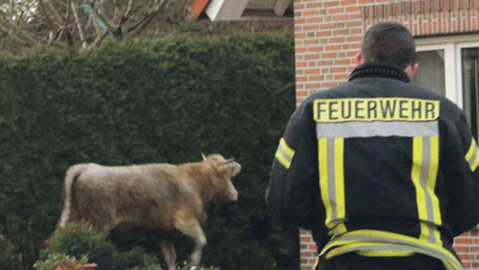 Auf der Flucht: Das Rind wird am Nachmittag an der Graf-Ulrich-Straße entdeckt. Dort versuchen Polizei und Feuerwehr das Tier zu stellen - vergebens. © Foto: Joachim Rand (Feuerwehr)