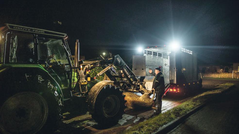 Das Ende der Flucht. Das getötete Tier wird mit einem Traktor von der Weide bei Alt-Möhlenwarf geholt. © Foto: Klemmer
