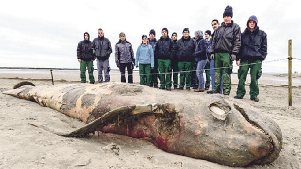 Der Kadaver des vor Norddeich entdeckten Grindwals ist mittlerweile beseitigt. © Foto: Stromann