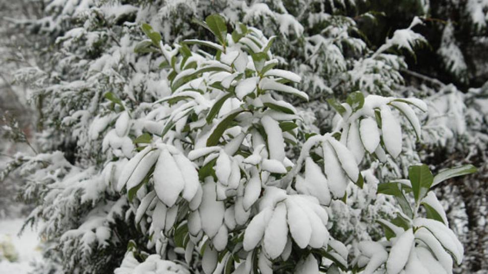 Die Schneelast, die von Hecken und Büschen gut verkaftet wird, kann für Bäume zur Gefahr werden. Deshalb war die Feuerwehr am Montagabend und in der Nacht zu Dienstag vier Mal im Einsatz. © Foto: Hoegen