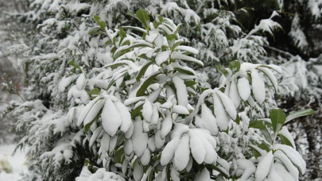 Zuviel Schnee wurde Gefahr für Bäume