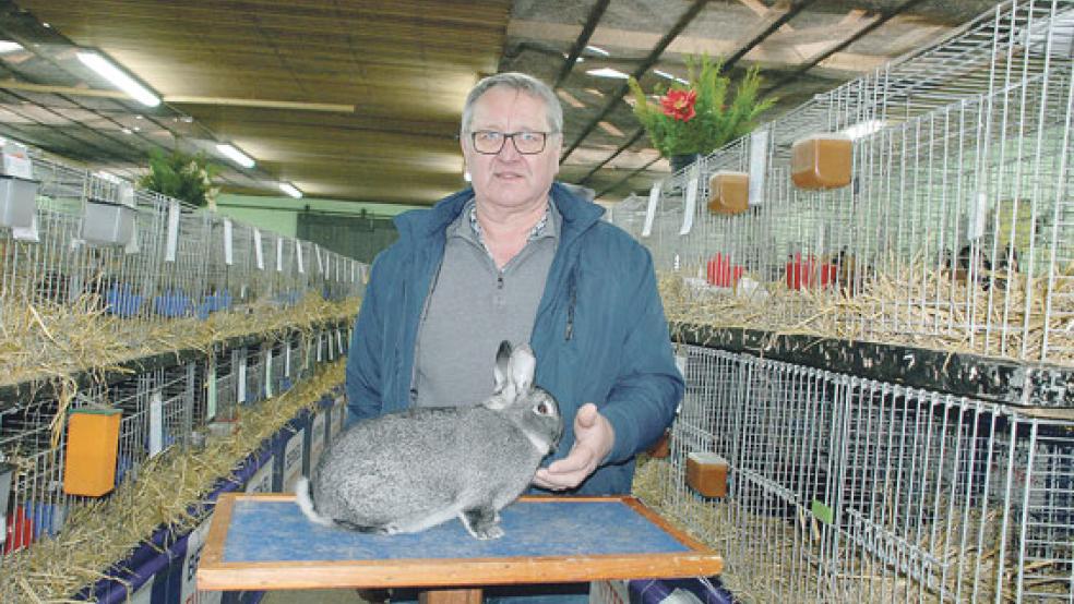 Ein Ehrenpreis für diesen Kleinchinchilla-Rammler wurde Wilhelm Loger aus Alt-Möhlenwarf zuerkannt.  © Foto: Kuper