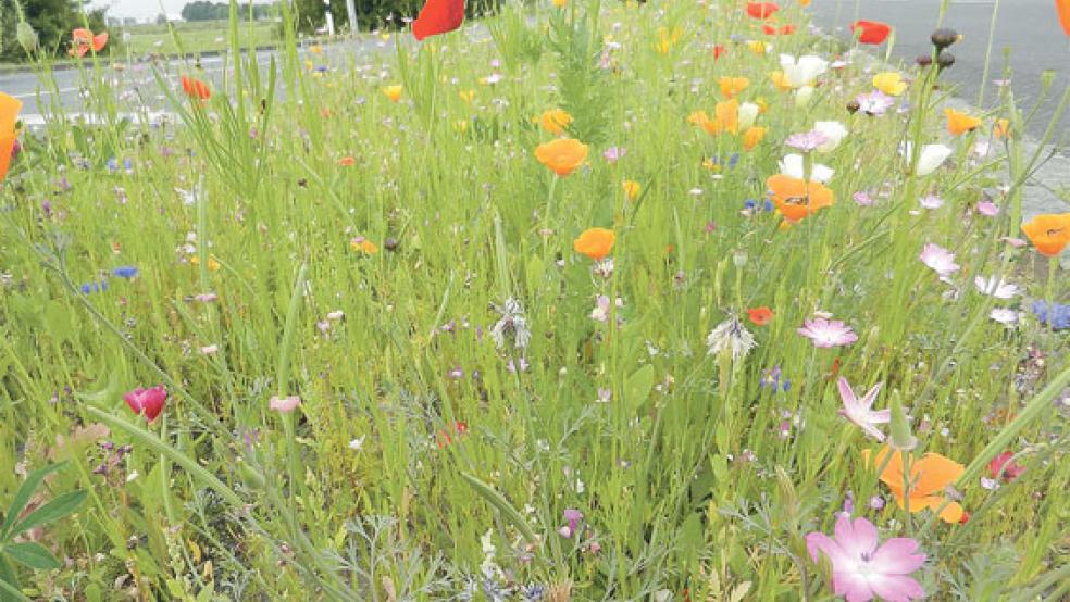Blühstreifen wurden unlängst auch in der Stadt Leer im Rahmen eines Projektes auf öffentlichen Grünflächen angelegt. Die SPD-Fraktion im Stadtrat wünscht sich ein solches Projekt auch in der Stadt Weener. © Foto: privat